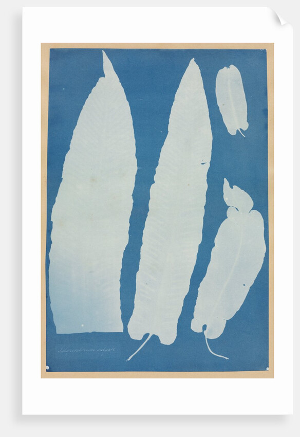 Scolopendrium Vulgare, 1852-1854 by Anna Atkins