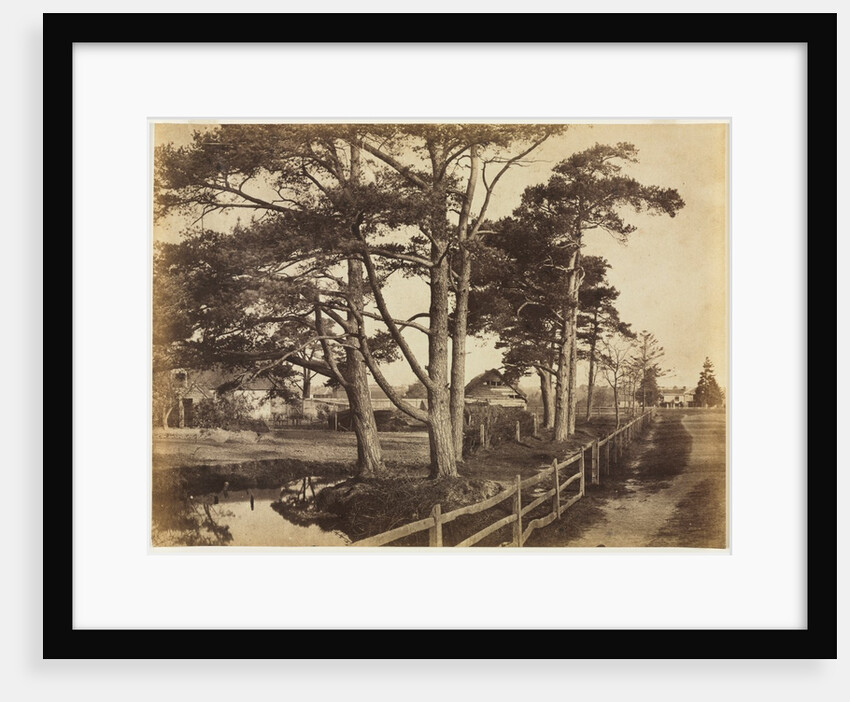 Scotch Firs, Hawkhurst, 1853 by Benjamin Brecknell Turner