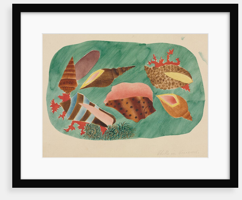 Shells in Seaweed by Mary Altha Nims