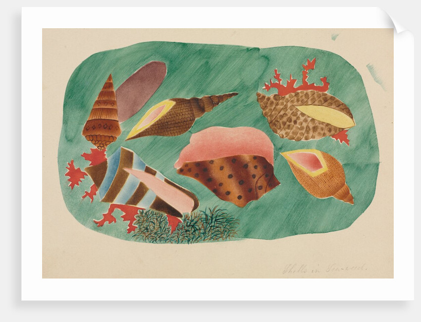 Shells in Seaweed by Mary Altha Nims