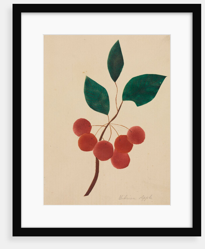 Siberian Apple by Mary Altha Nims