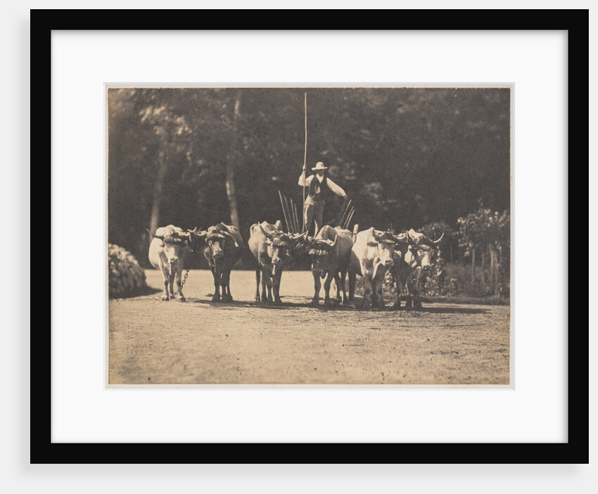 Six Oxen Team with their Driver, c. 1853 by Olympe Aguado