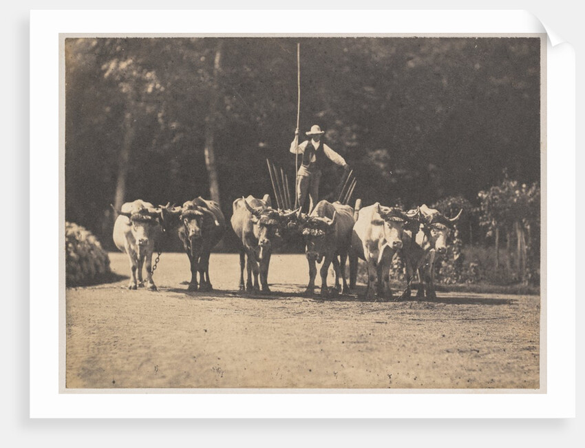Six Oxen Team with their Driver, c. 1853 by Olympe Aguado