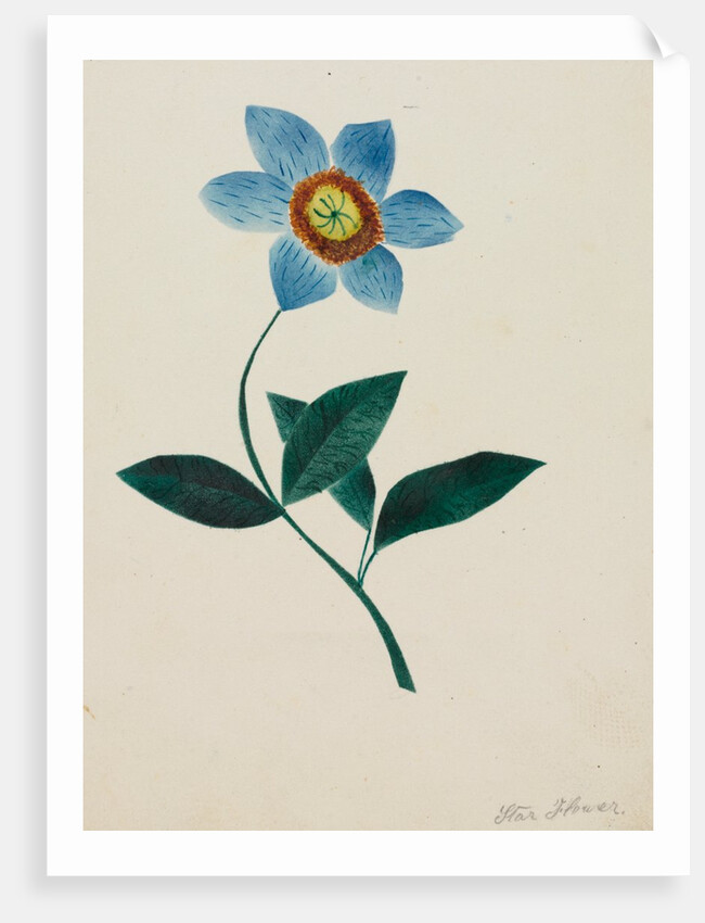 Star Flower by Mary Altha Nims