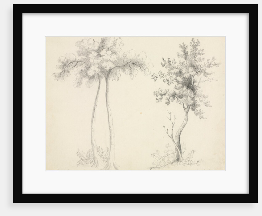 Studies of Upas and Maple Trees by Mary Altha Nims
