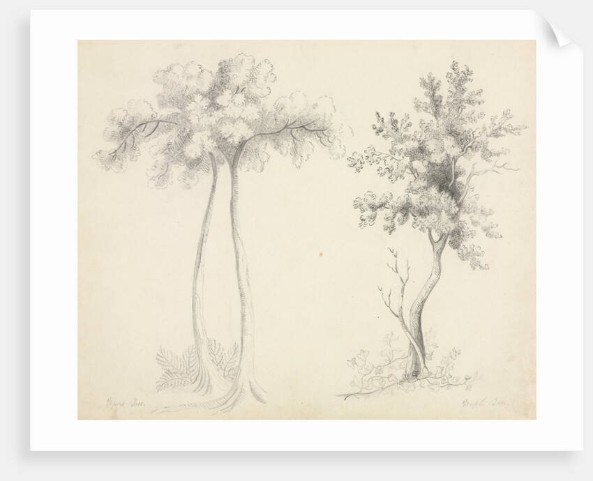 Studies of Upas and Maple Trees by Mary Altha Nims