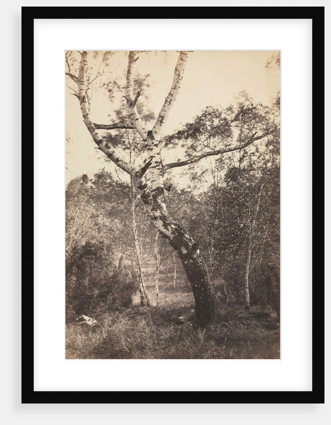 Study of a Birch Tree, Barbizon, 1860s-1870s by Constant Alexandre Famin