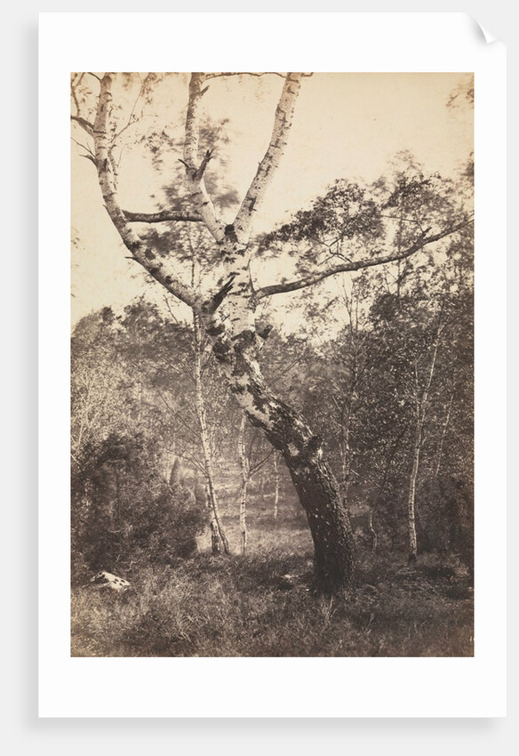 Study of a Birch Tree, Barbizon, 1860s-1870s by Constant Alexandre Famin