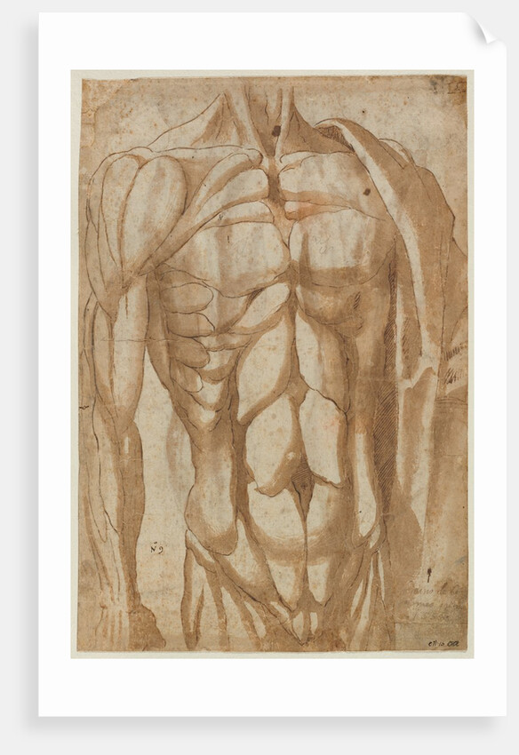 Study of a Flayed Torso, 1554 by Bartolommeo da Arezzo