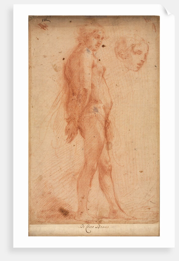 Study of a Standing Male Nude, with a Study of Head in Three-Quarter Profile, c. 1640 by Cecco Bravo