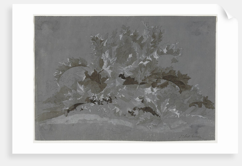 Study of Weeds, 1800-1850 by Jean Antoine Linck