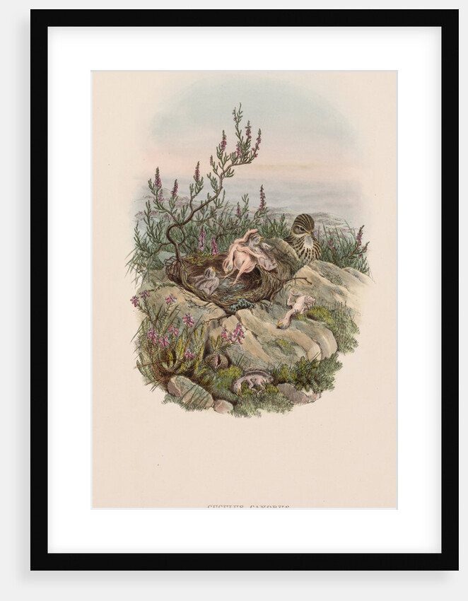 The Birds of Great Britain: Cuculus canorus by John Gould