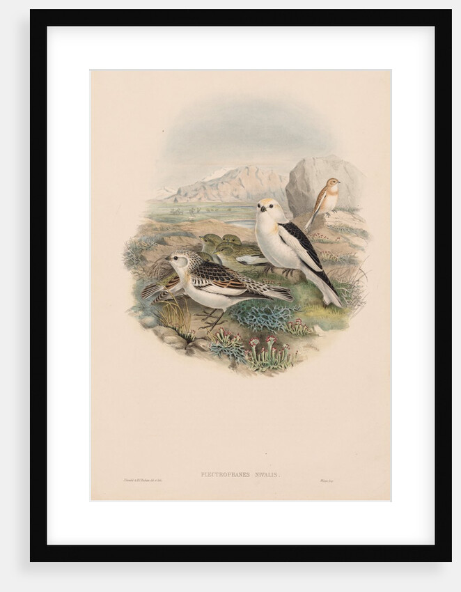 The Birds of Great Britain: Plestrophanes nivalis by John Gould