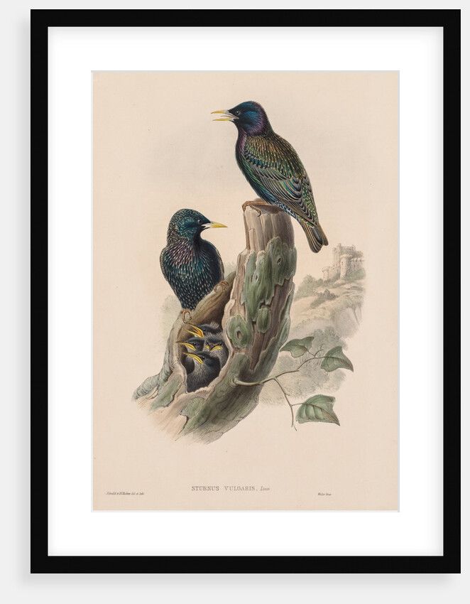 The Birds of Great Britain: Sturnur vulgaris by John Gould