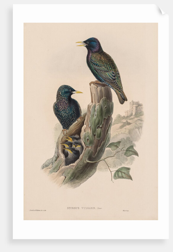 The Birds of Great Britain: Sturnur vulgaris by John Gould