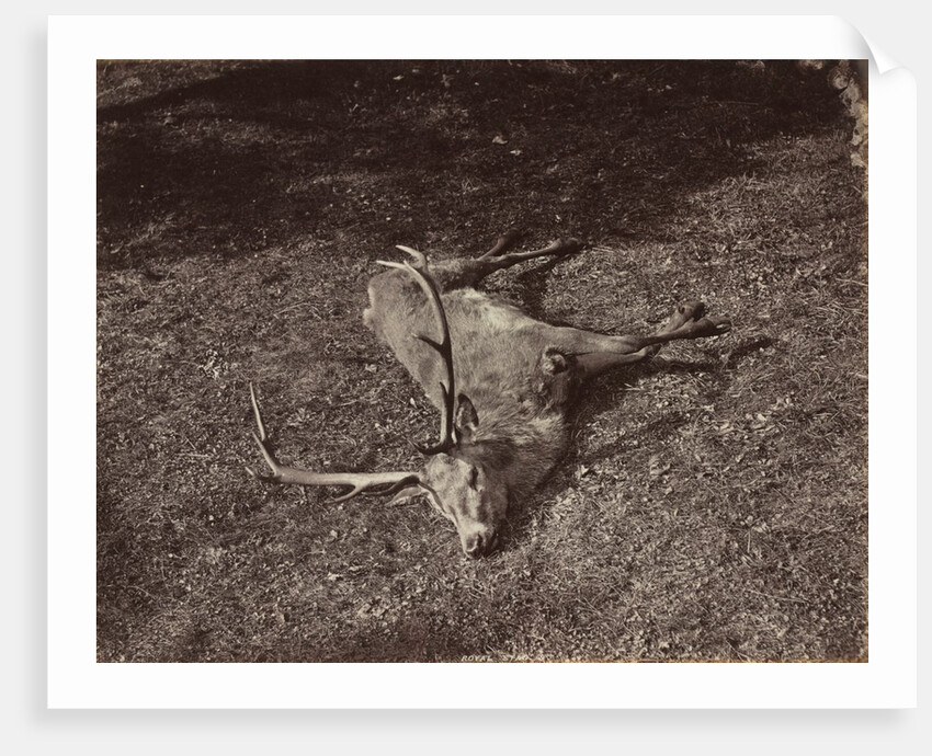The Royal Stag, c. 1870 by James Valentine