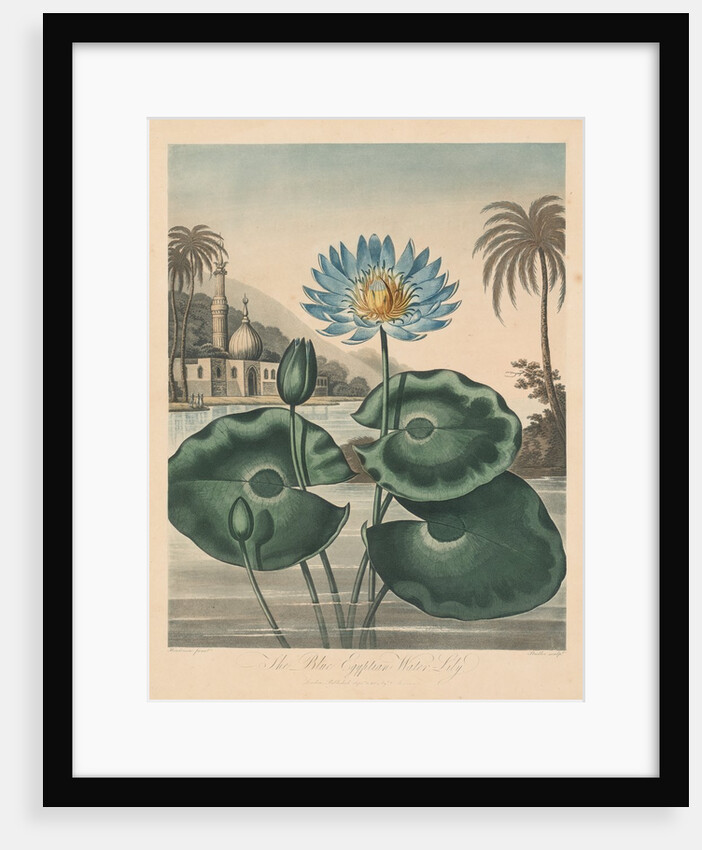 The Temple of Flora, or Garden of Nature: Blue Egyptian Waterlily, 1804 by Robert John Thornton