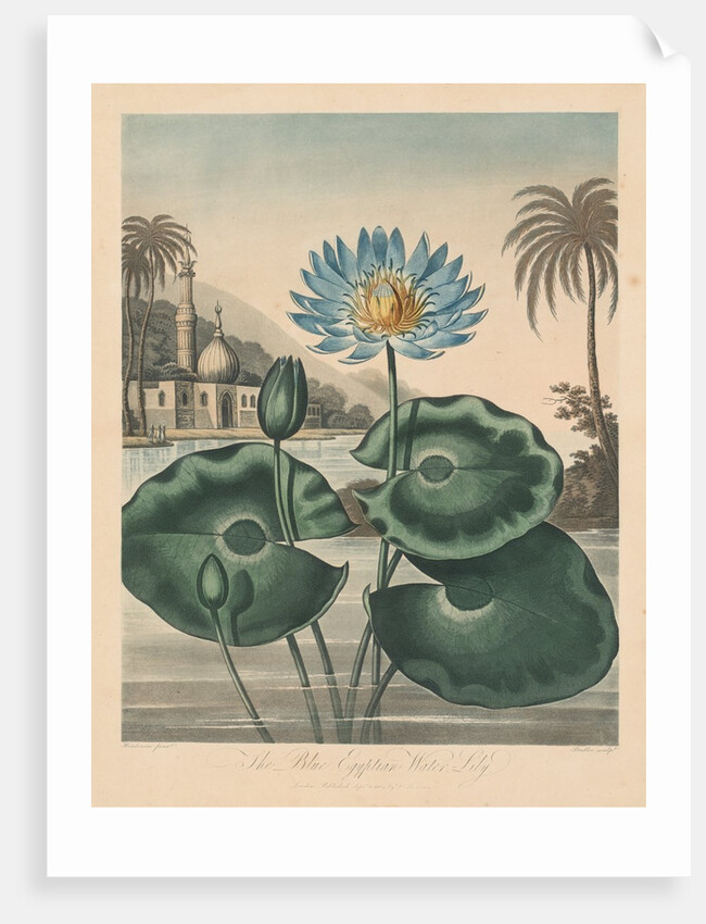 The Temple of Flora, or Garden of Nature: Blue Egyptian Waterlily, 1804 by Robert John Thornton