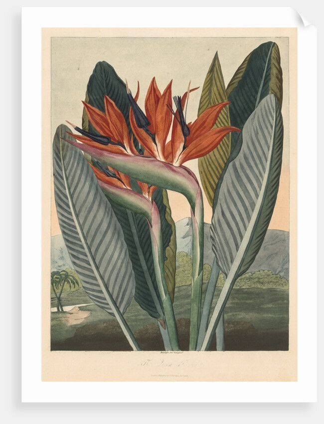 The Temple of Flora; or Garden of Nature: The Queen Flower, 1812 by Philip Reinagle; Dr. Thornton Jany. 1
