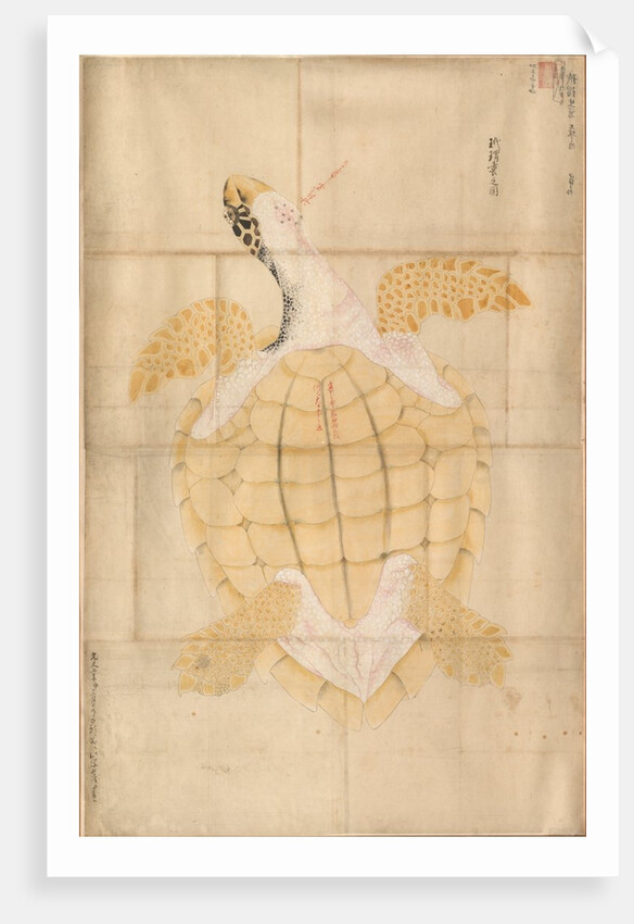 Tortoise, 18th century by Unknown