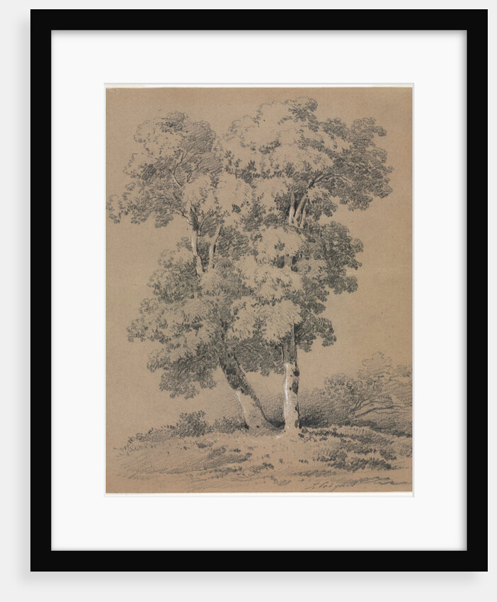 Tree Study, 19th century by Jules Coignet
