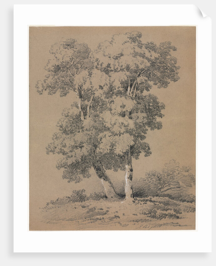 Tree Study, 19th century by Jules Coignet