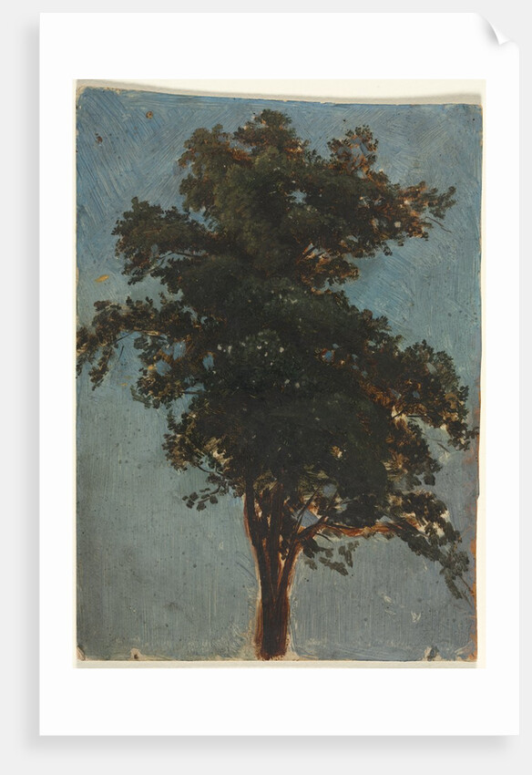 Tree Study, second third 1800s by Alexandre Calame (attributed to)