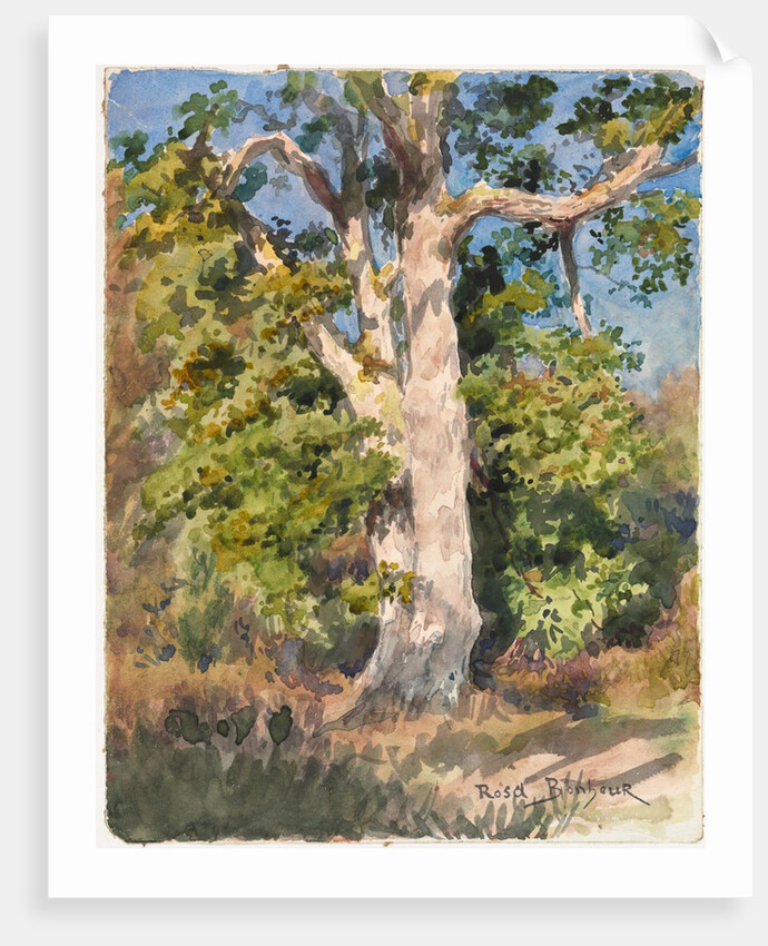 Tree Study by Rosa Bonheur