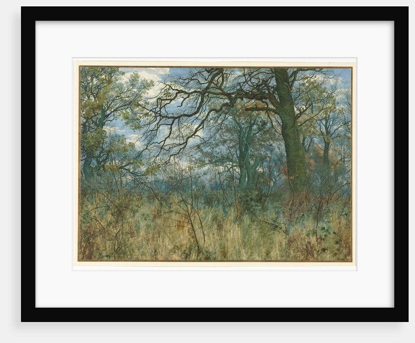 Trees and Undergrowth, 1885 by Garden William Fraser