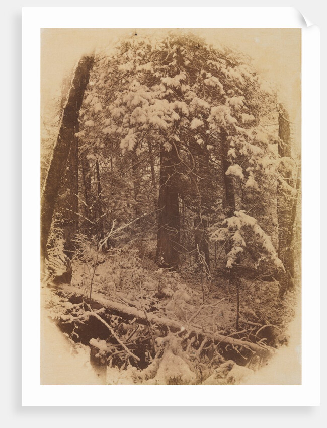 Untitled, 1859 by William James Stillman; J. W. Black