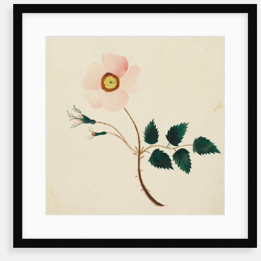 Wild Rose by Mary Altha Nims