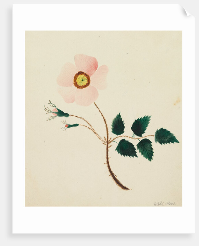 Wild Rose by Mary Altha Nims