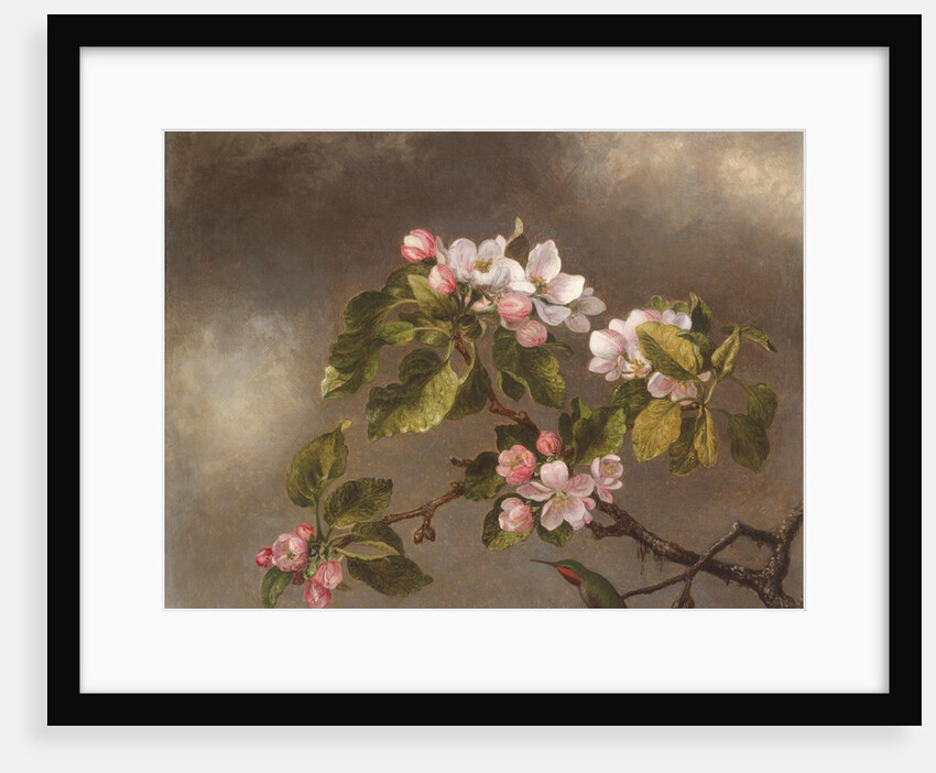 Hummingbird and Apple Blossoms, 1875 by Martin Johnson Heade