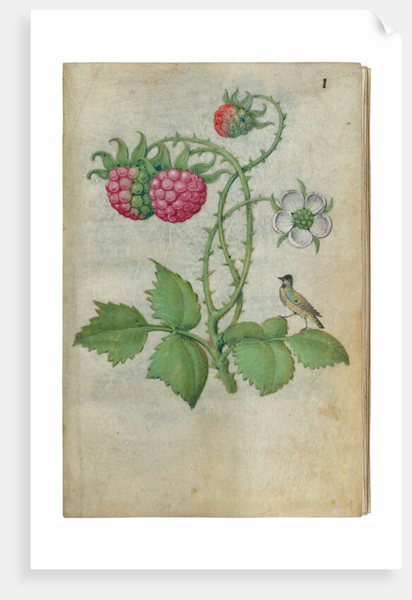 Book of Flower Studies, ca. 1510-1515 by Master of Claude de France
