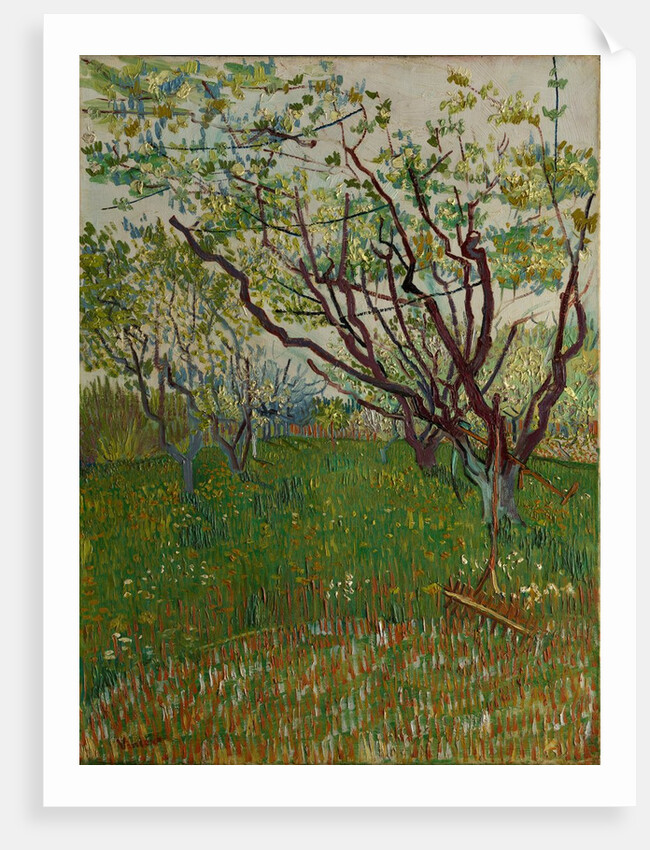 The Flowering Orchard, 1888 by Vincent van Gogh