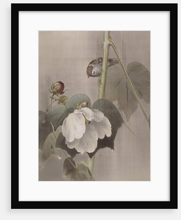 Cotton Rose Mallows in the Rain, ca. 1891-92 by Okada Baison