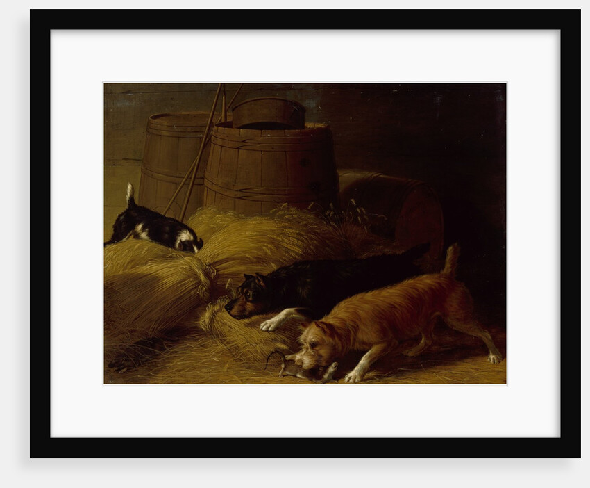 Rats amongst the Barley Sheaves, 1851 by Thomas Hewes Hinckley