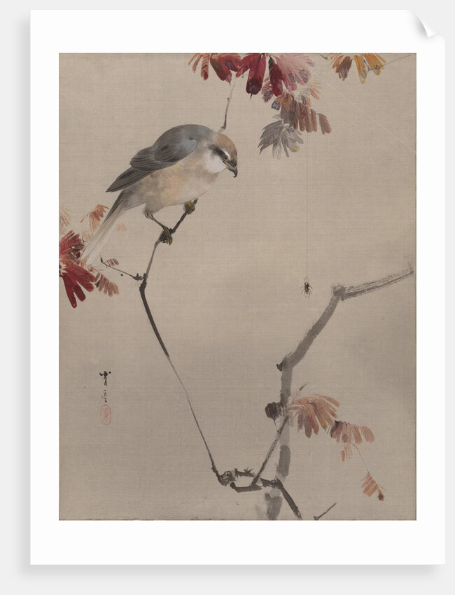 Bird on Branch Watching Spider, ca. 1887 by Watanabe Seitei