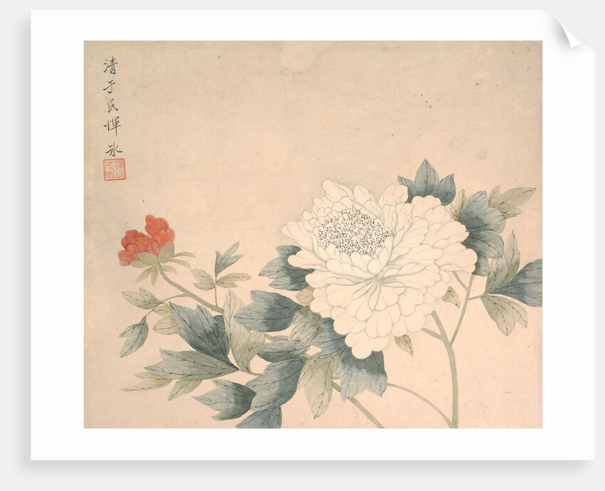 Flower Study, 17th century by Yun Bing