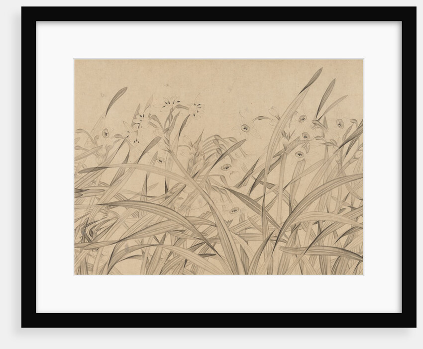 Narcissus, mid-13th century by Zhao Mengjian