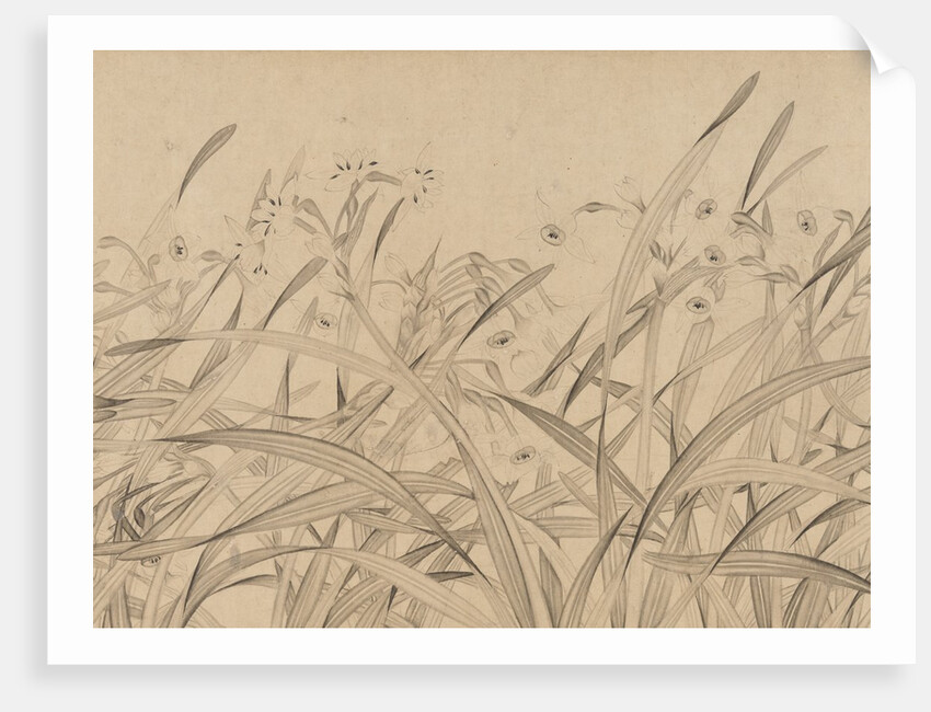 Narcissus, mid-13th century by Zhao Mengjian