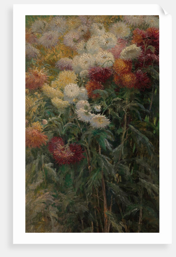 Chrysanthemums in the Garden at Petit-Gennevilliers, 1893 by Gustave Caillebotte