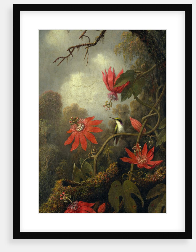 Hummingbird and Passionflowers, ca. 1875-85 by Martin Johnson Heade