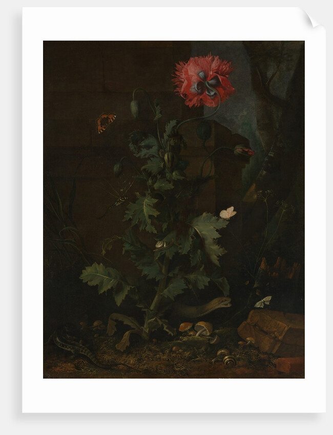 Still Life with Poppy, Insects, and Reptiles, ca. 1670 by Otto Marseus van Schrieck