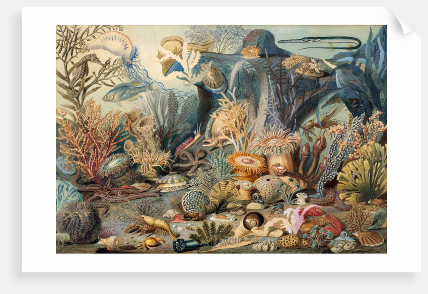 Ocean Life by James M. Sommerville