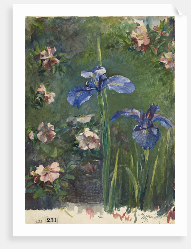Wild Roses and Irises, 1887 by John La Farge