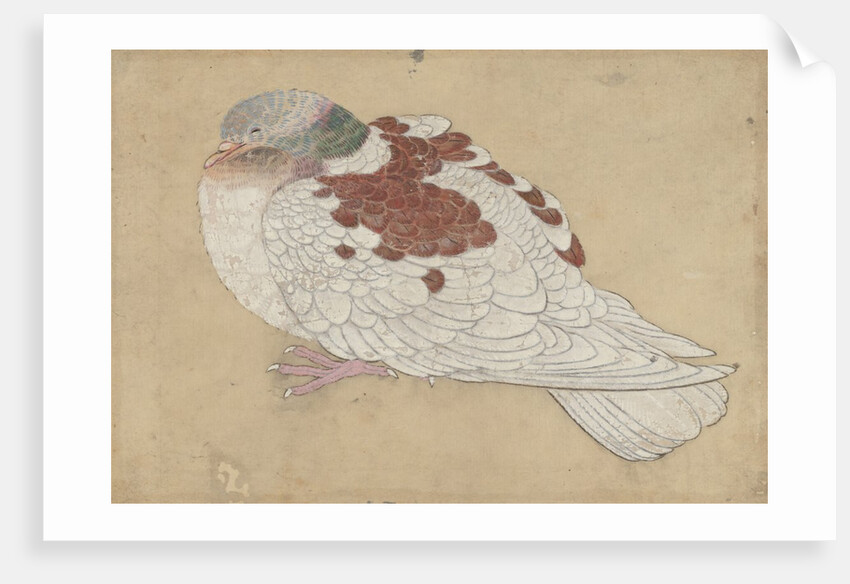 Bird, 18th century by Unknown