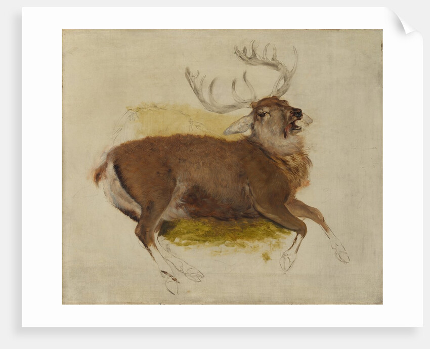 Dying Stag, ca. 1830 by Edwin Henry Landseer