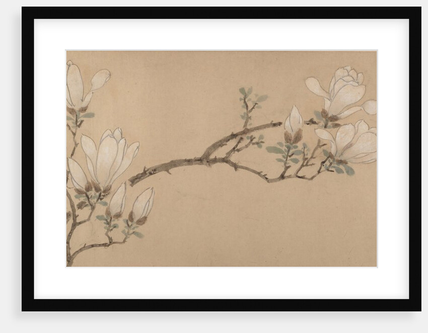 Magnolia, dated 1549 by Unknown