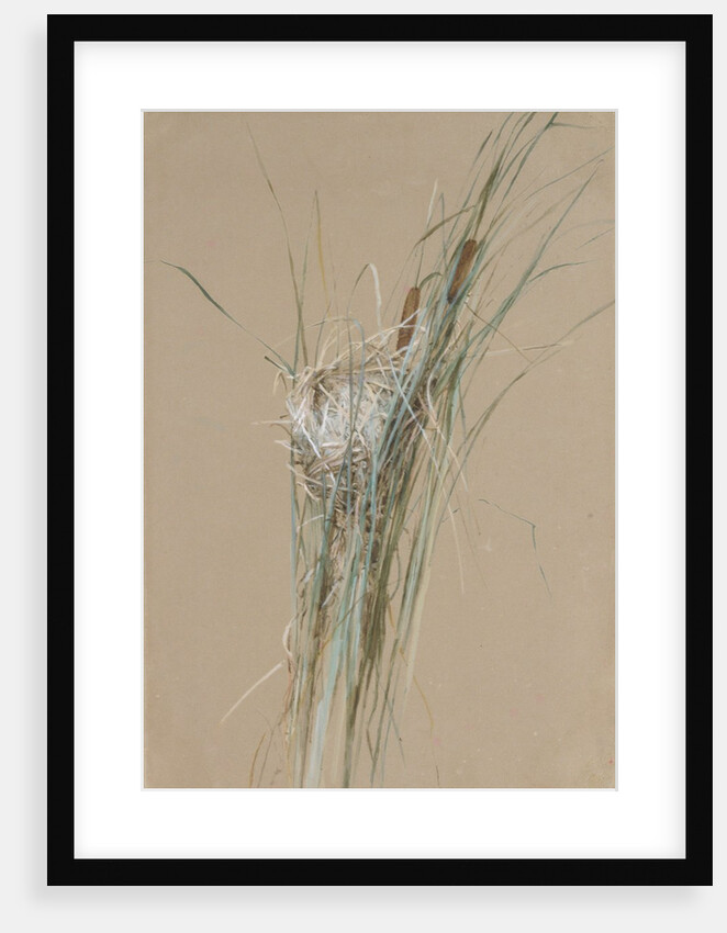 Bird's Nest in Cattails, ca. 1875 by Fidelia Bridges